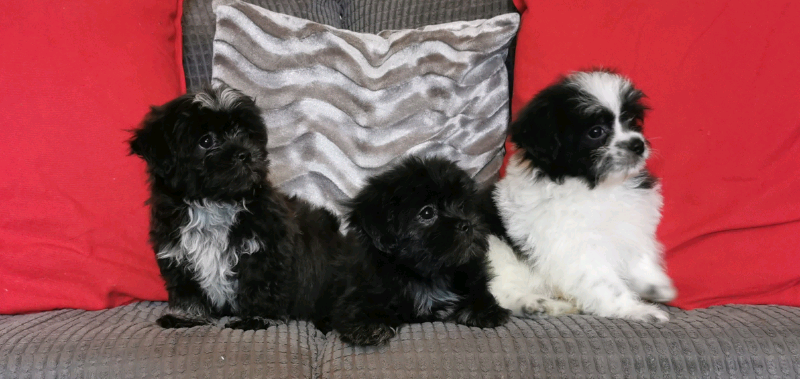 shichon puppies for sale gumtree
